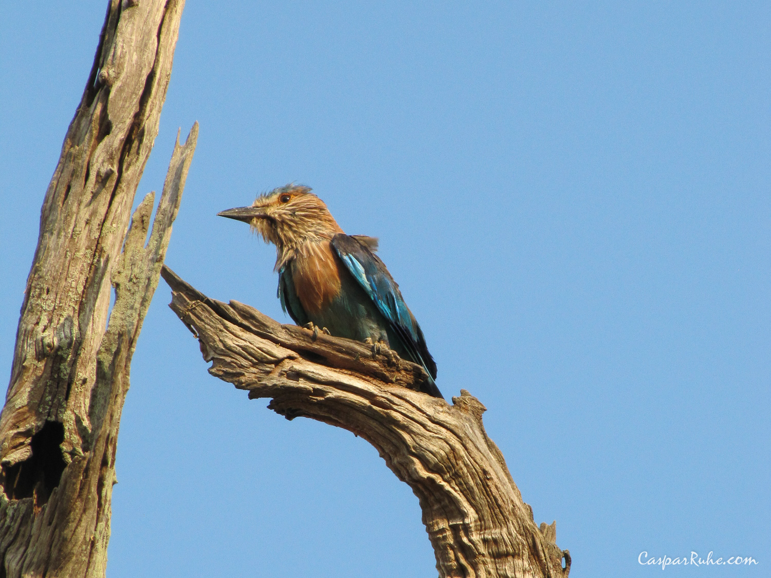 Indian Roller